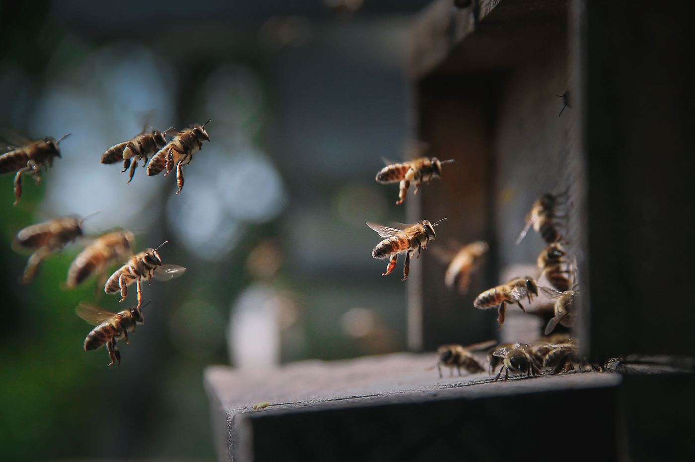 Abelhas voando em direção Á  entrada da colmeia, em movimento constante