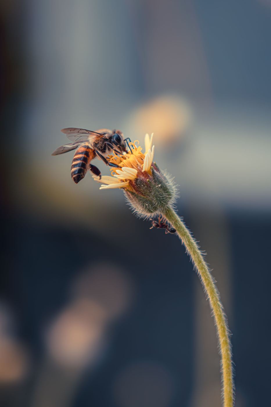 Abelha polinizando uma flor, a fase 'Polinizar' do método em ação